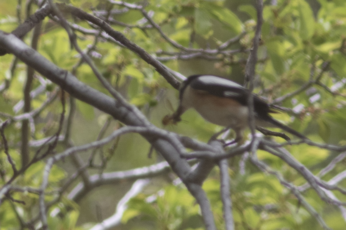 Masked Shrike — Ana fotoğraf